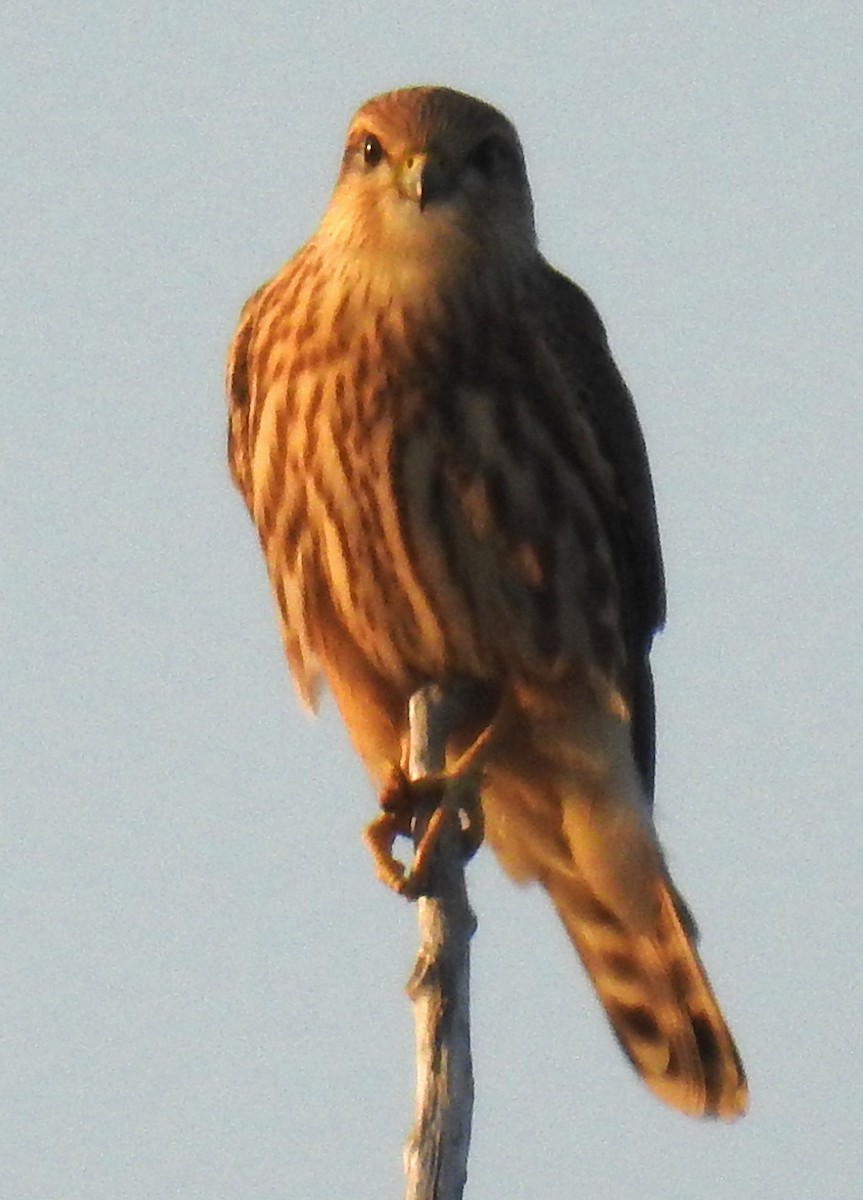 Merlin - Richard Klauke