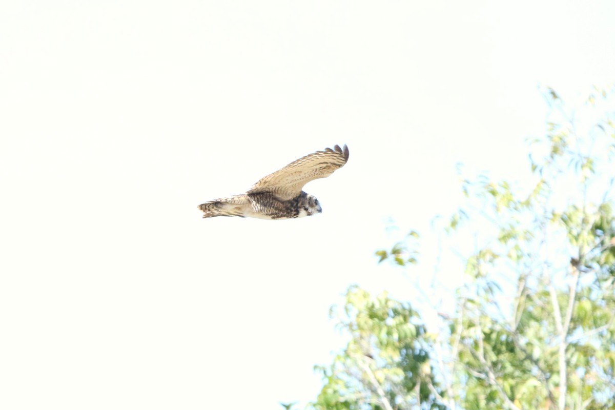 Great Horned Owl - ML624055592