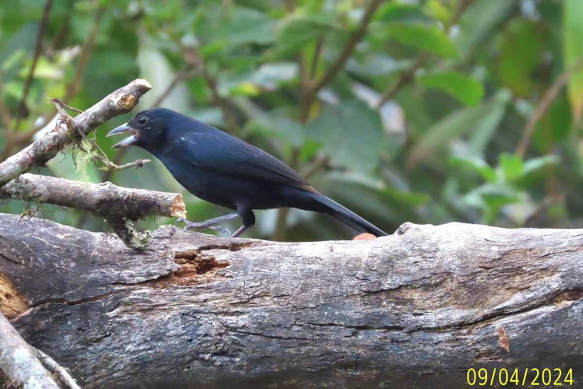 White-lined Tanager - Kathy Hart