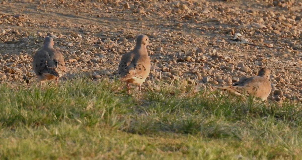 Mourning Dove - ML624055615