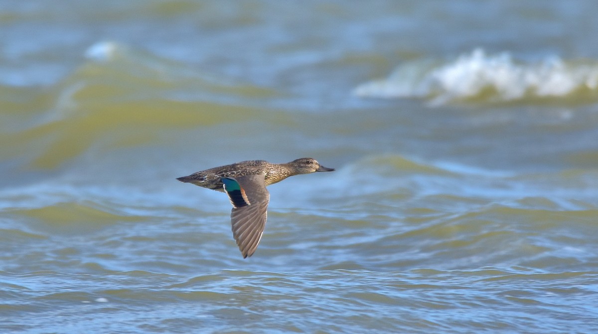 Green-winged Teal - ML624055630