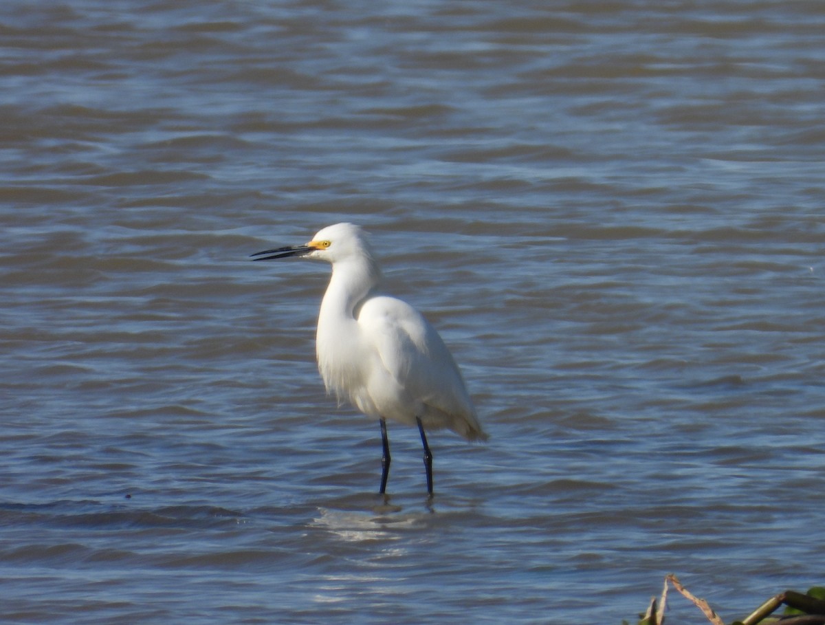 Snowy Egret - ML624055639