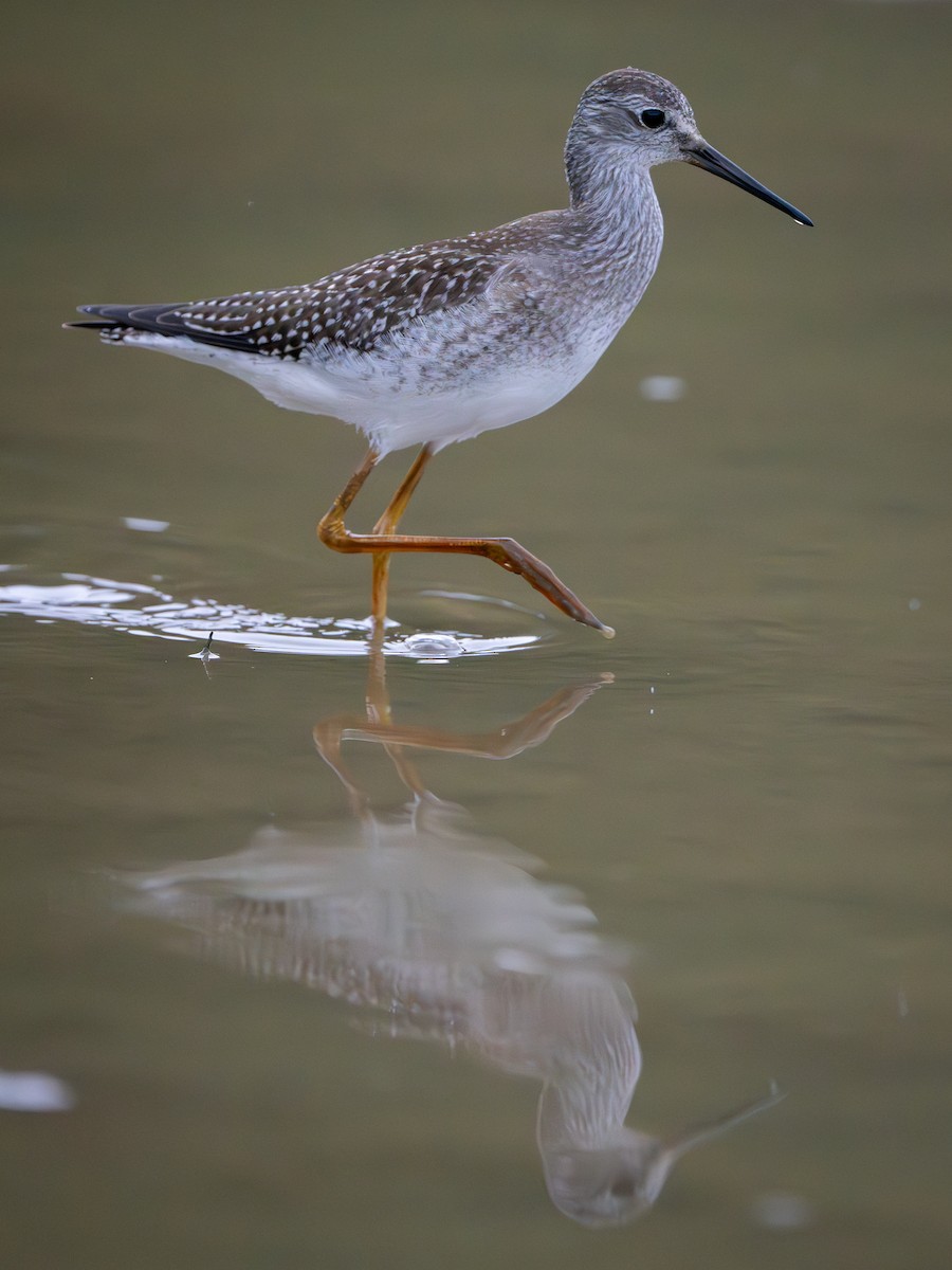 Lesser Yellowlegs - ML624055642