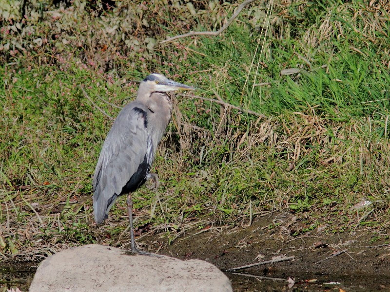 Great Blue Heron - ML624055649