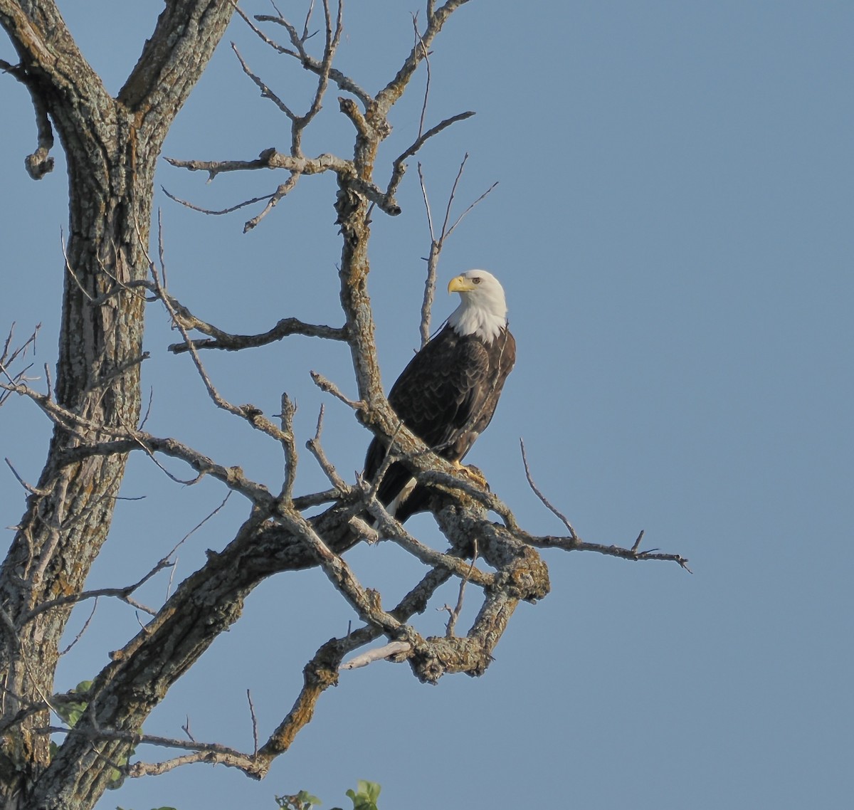 Bald Eagle - ML624055662