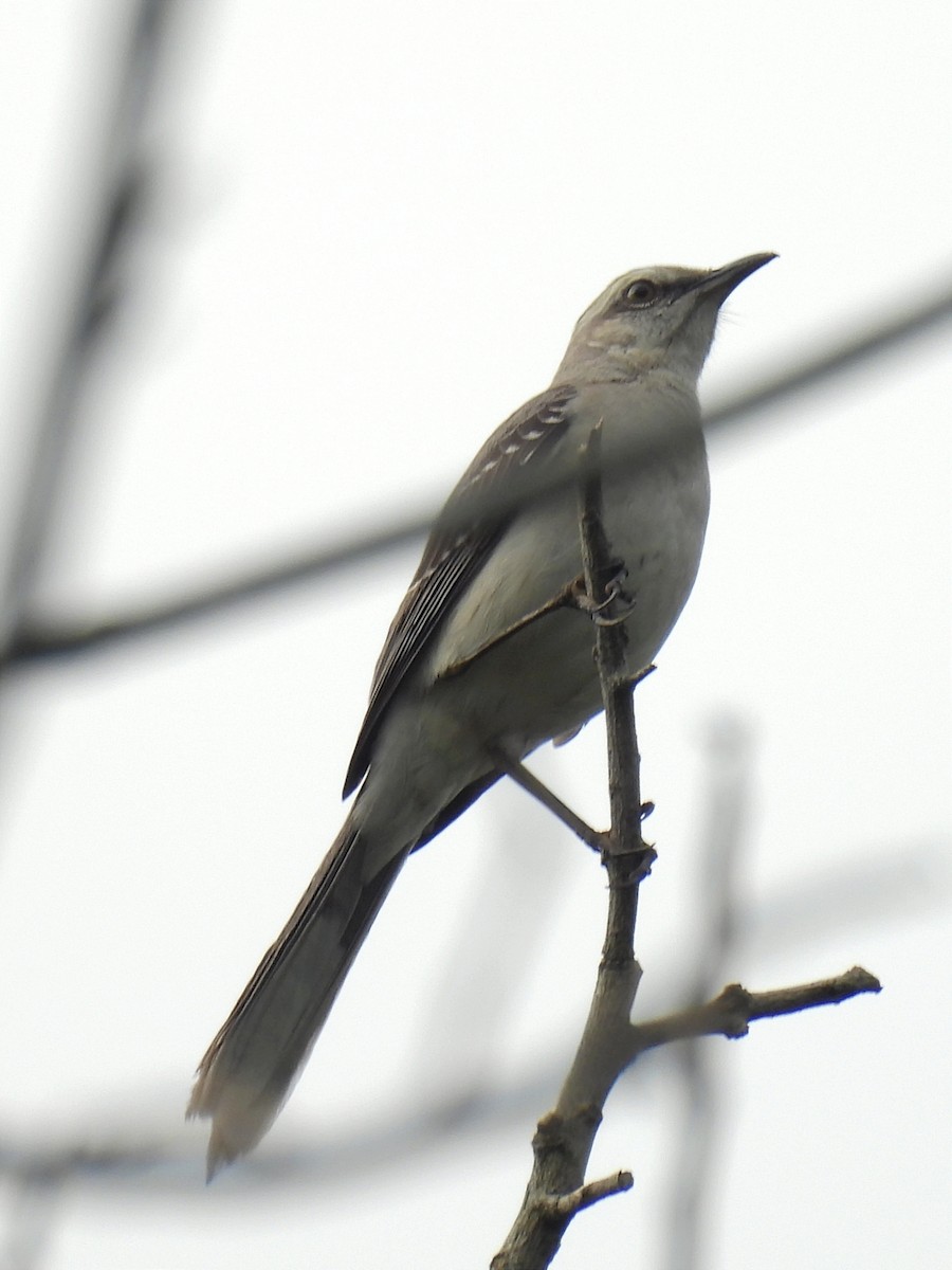 Tropical Mockingbird - ML624055663