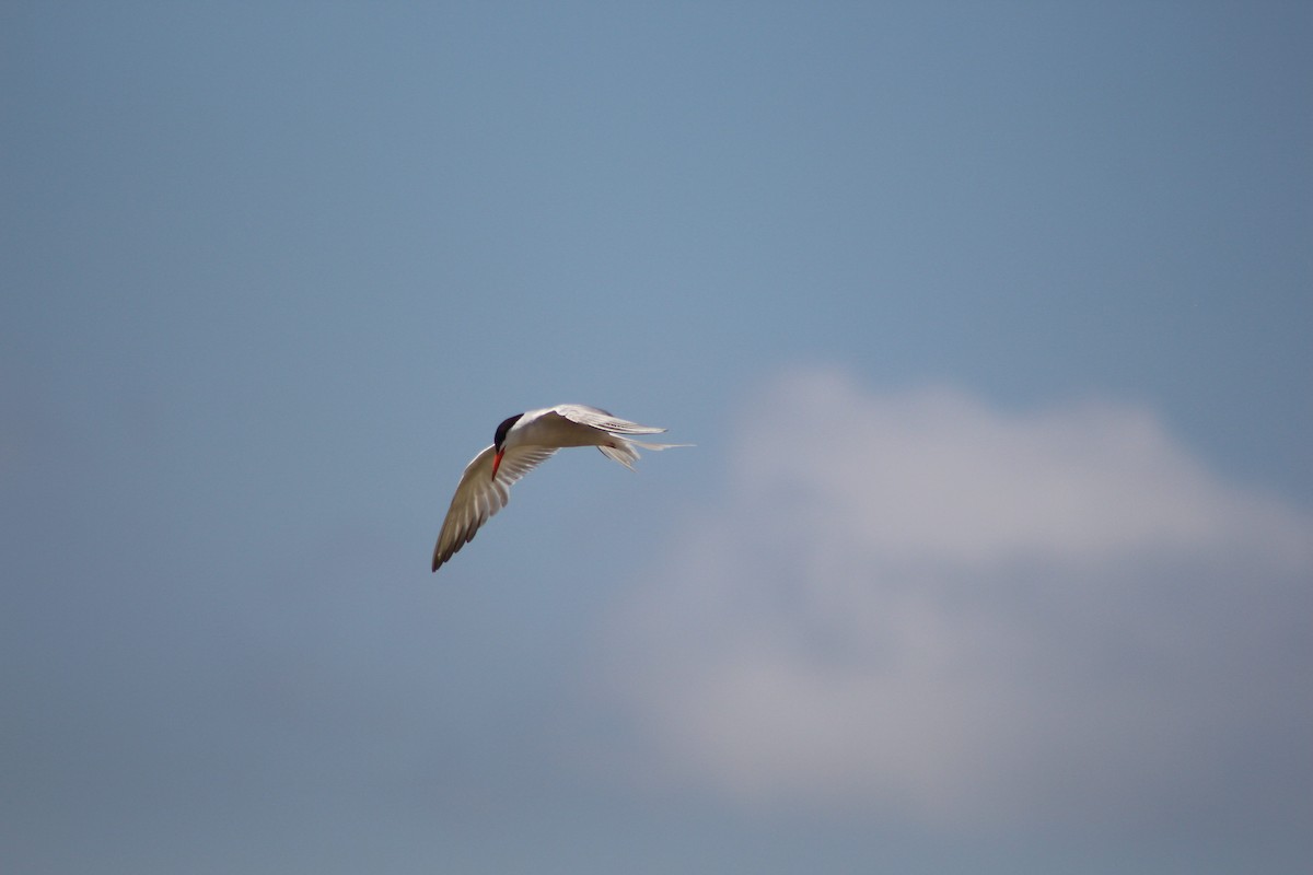 Common Tern - ML624055666