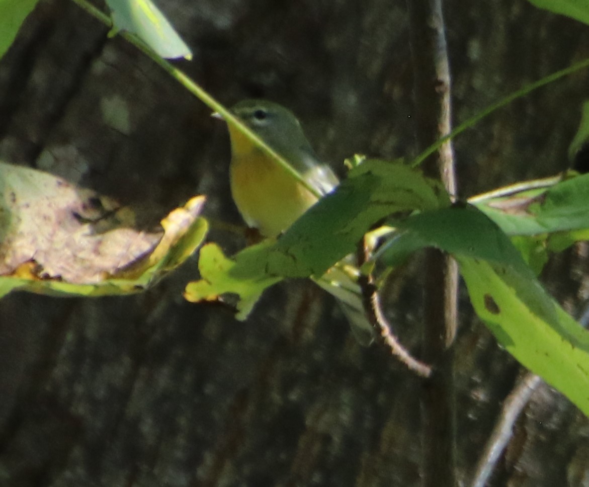 Northern Parula - ML624055669