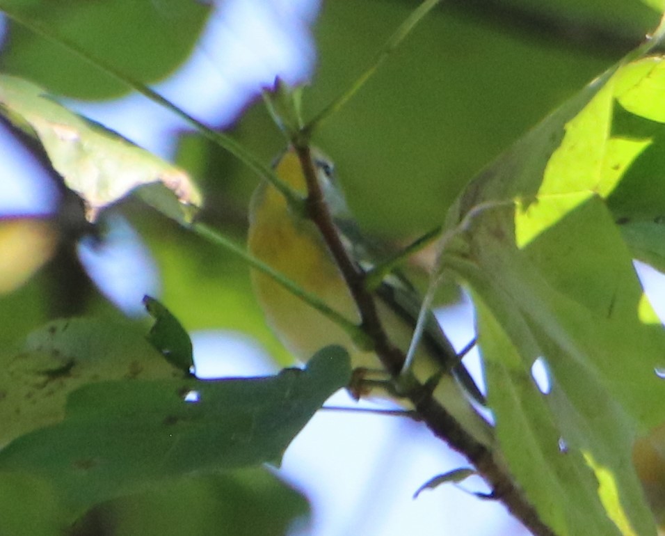 Northern Parula - ML624055670
