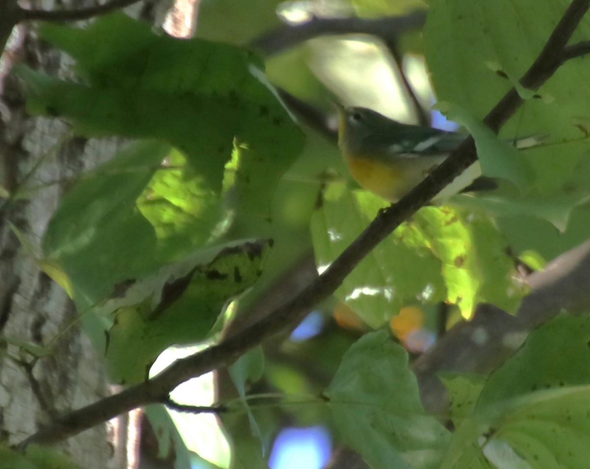 Northern Parula - ML624055671