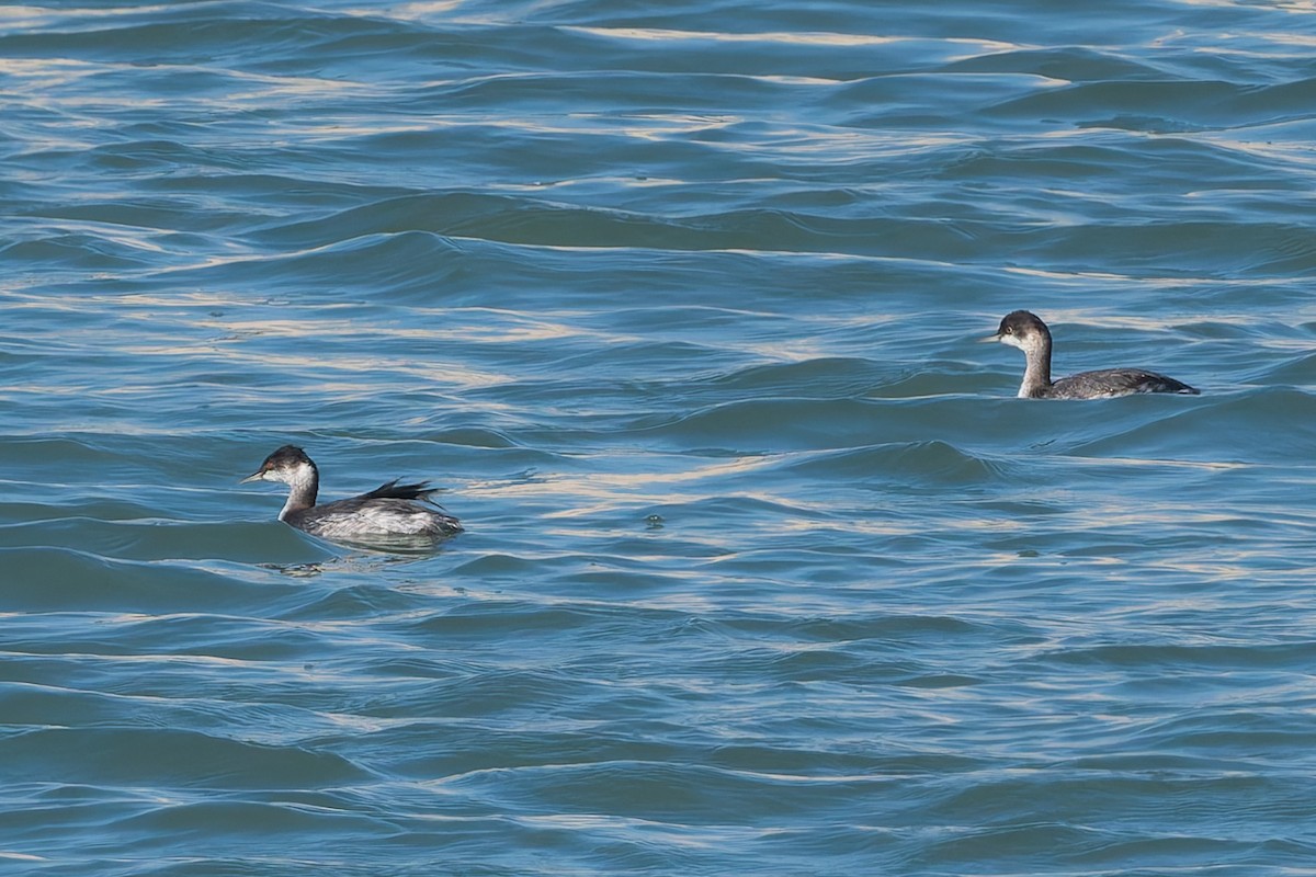 Eared Grebe - ML624055705