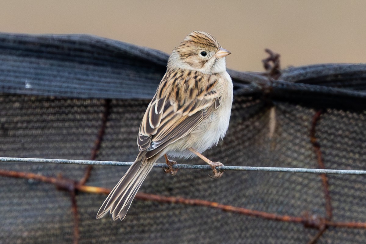 Brewer's Sparrow - ML624055756