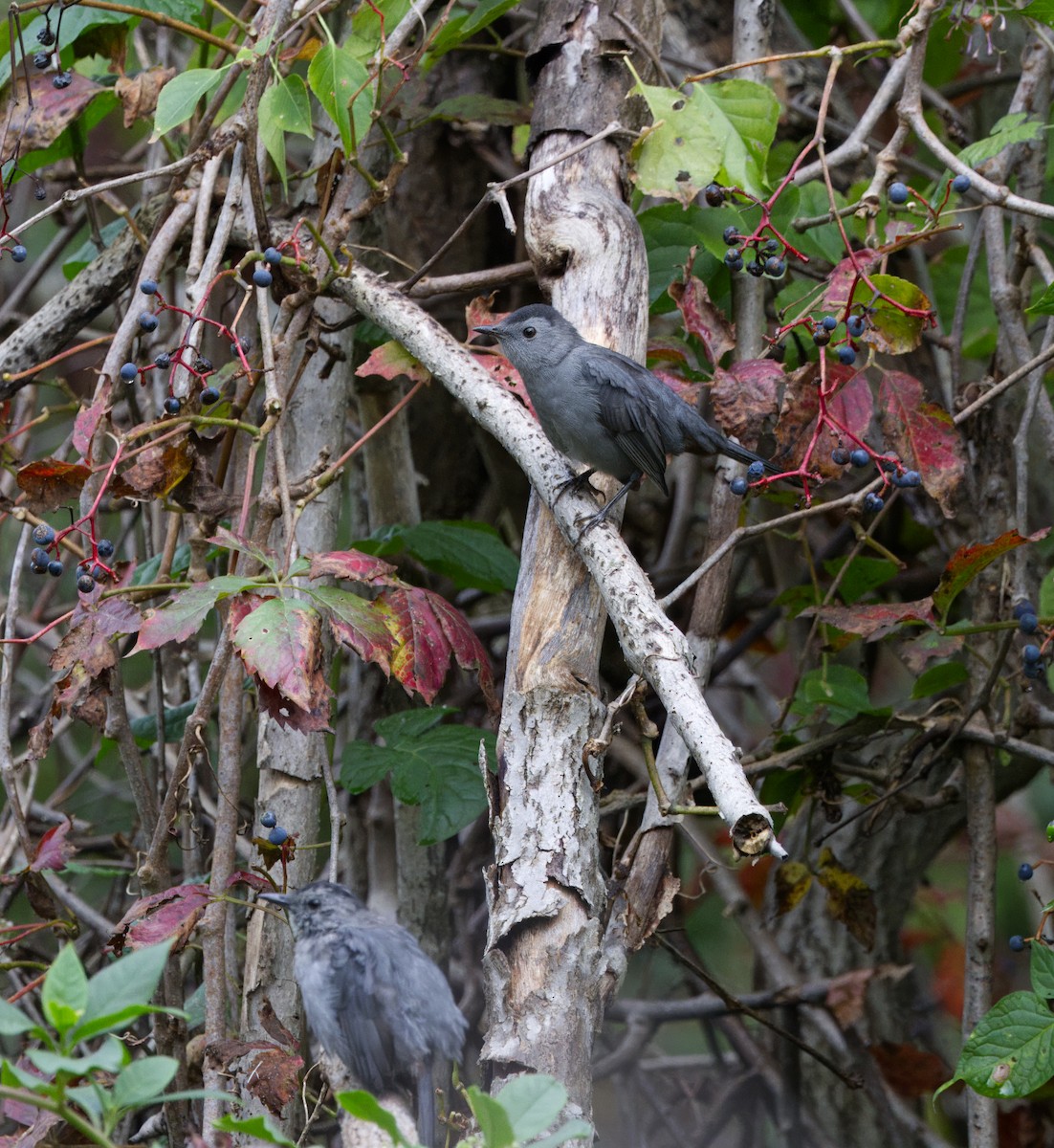 Gray Catbird - ML624055758