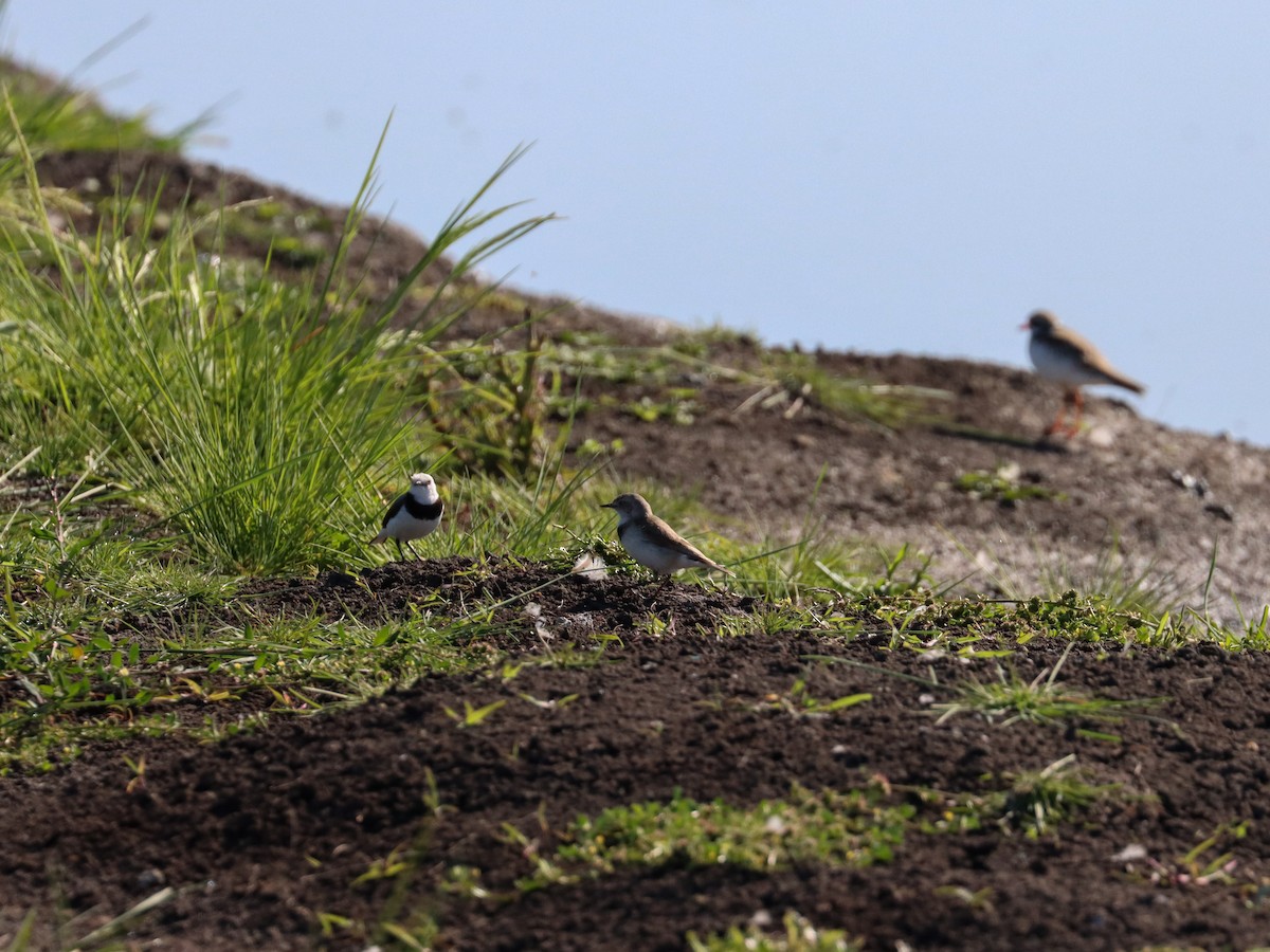 White-fronted Chat - ML624055770