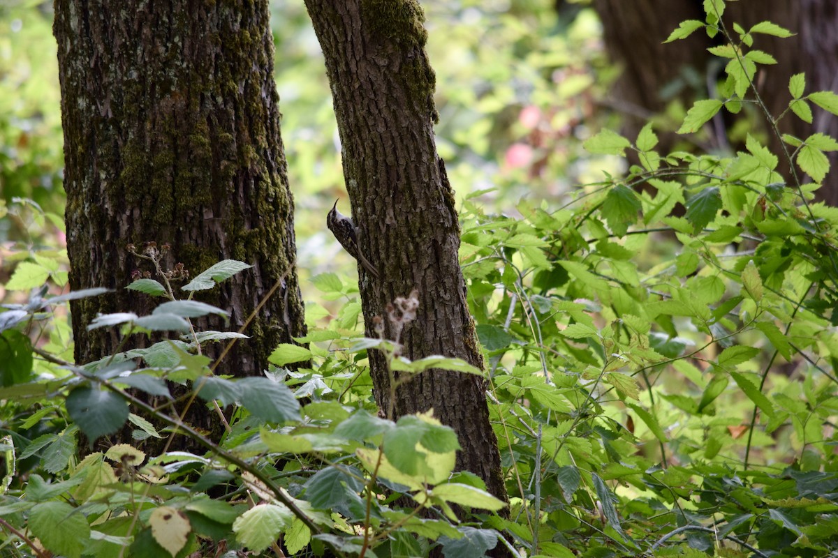 Brown Creeper - ML624055772