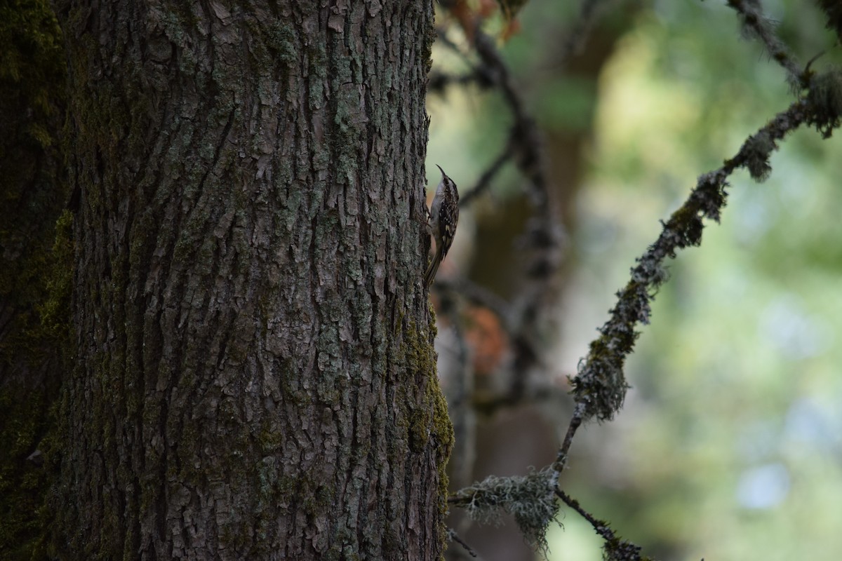 Brown Creeper - ML624055774