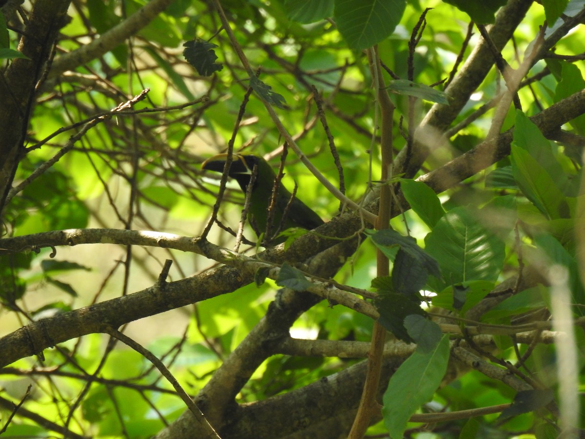 Southern Emerald-Toucanet (Black-throated) - ML624055777