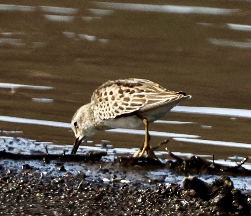 Least Sandpiper - Carolyn Thiele