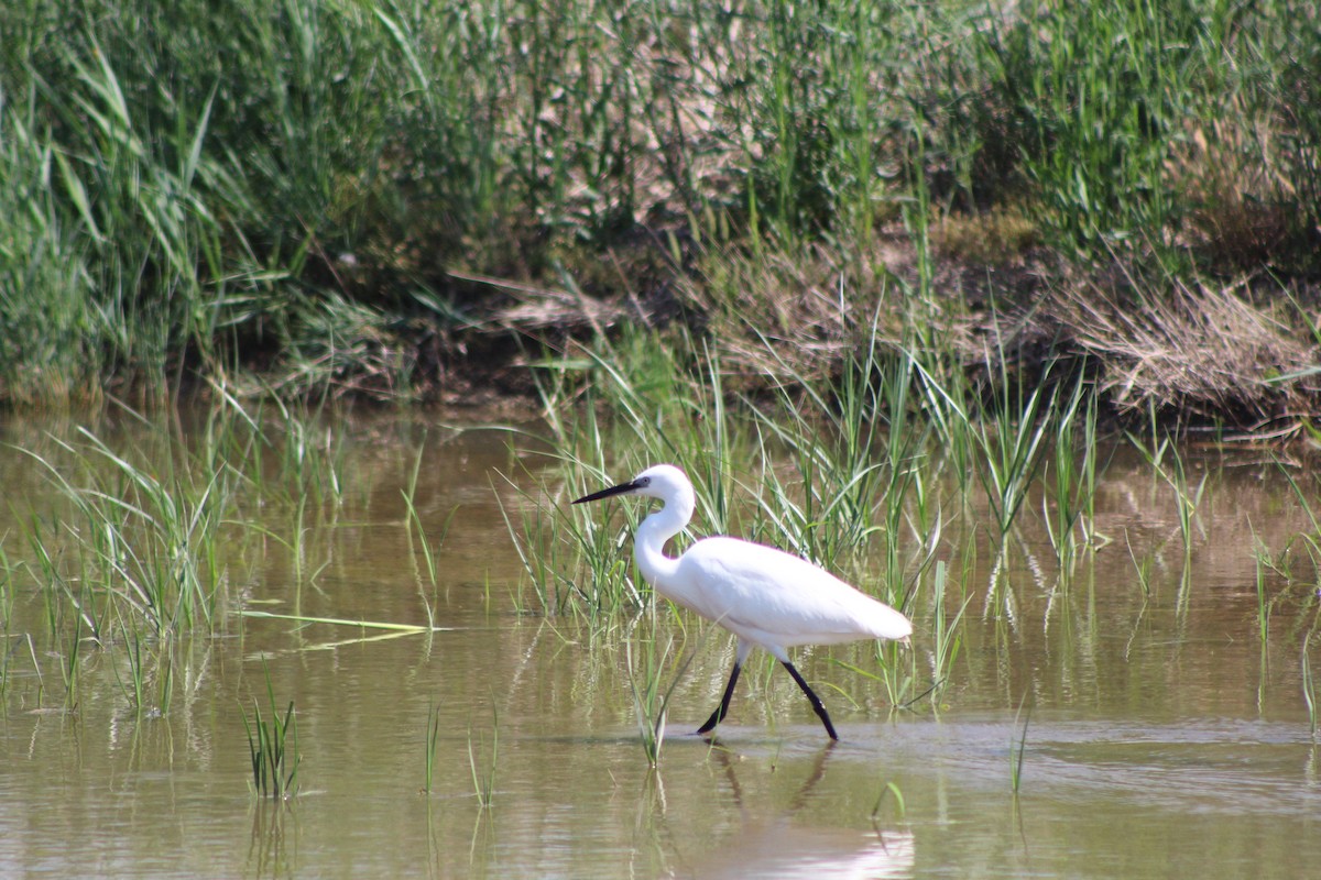 Little Egret - ML624055780