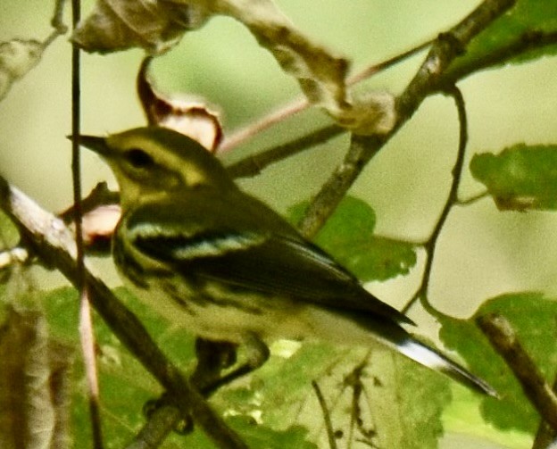 Blackburnian Warbler - ML624055782