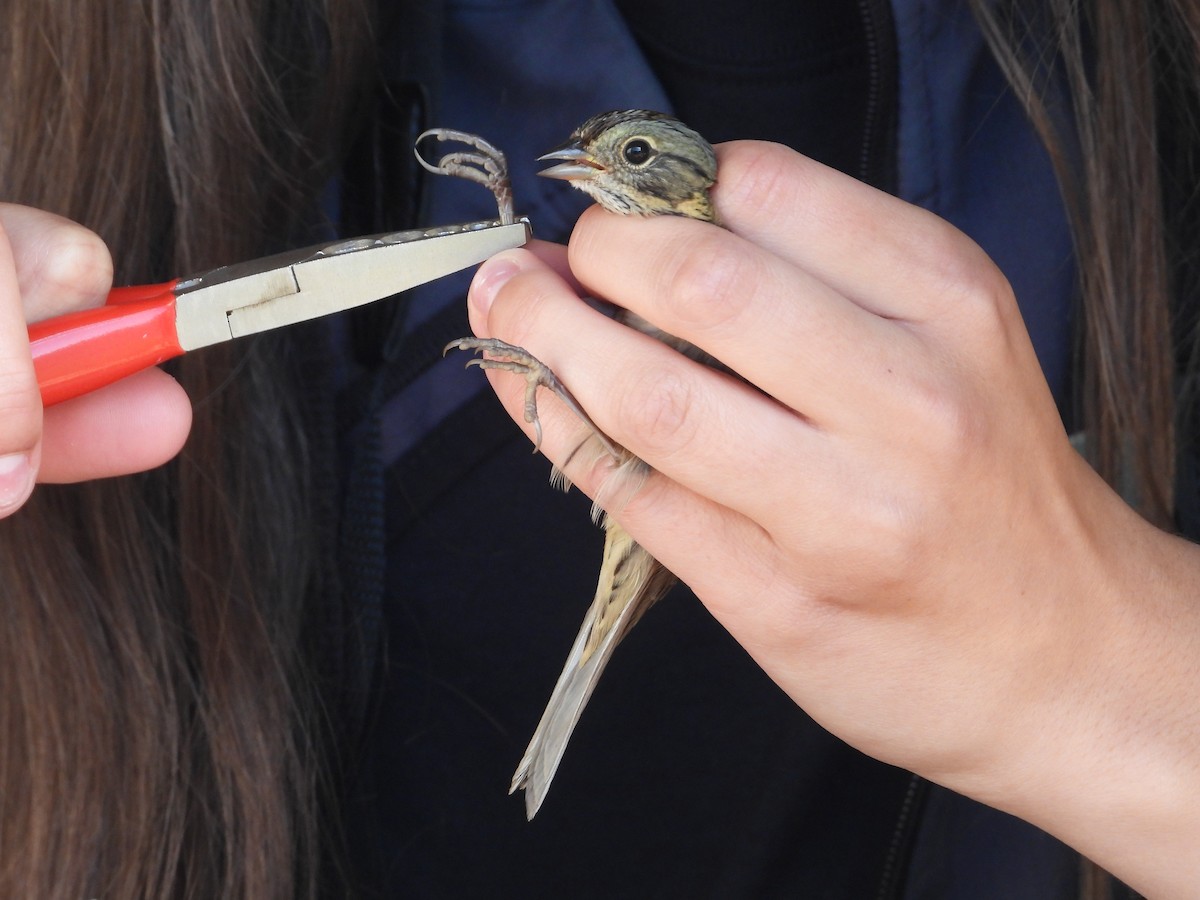 Lincoln's Sparrow - ML624055792