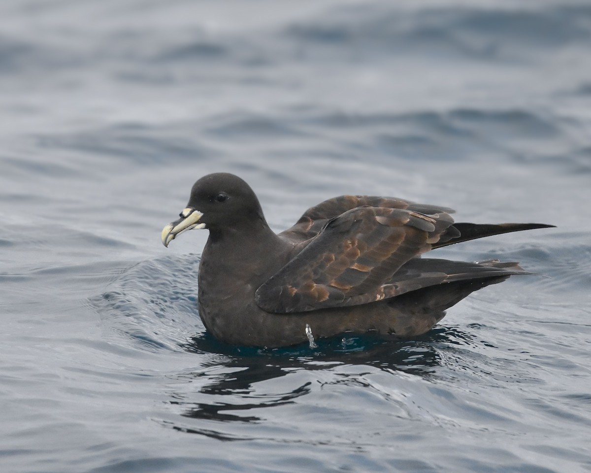 White-chinned Petrel - ML624055798