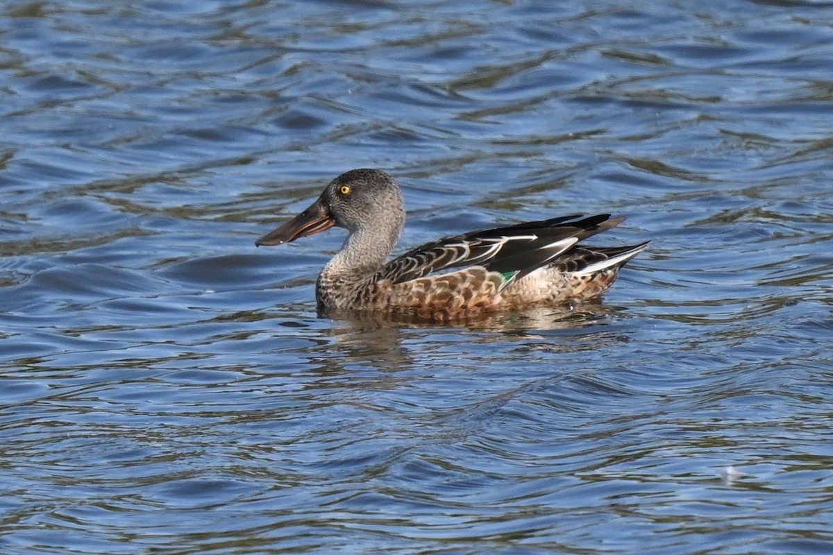 Northern Shoveler - ML624055801