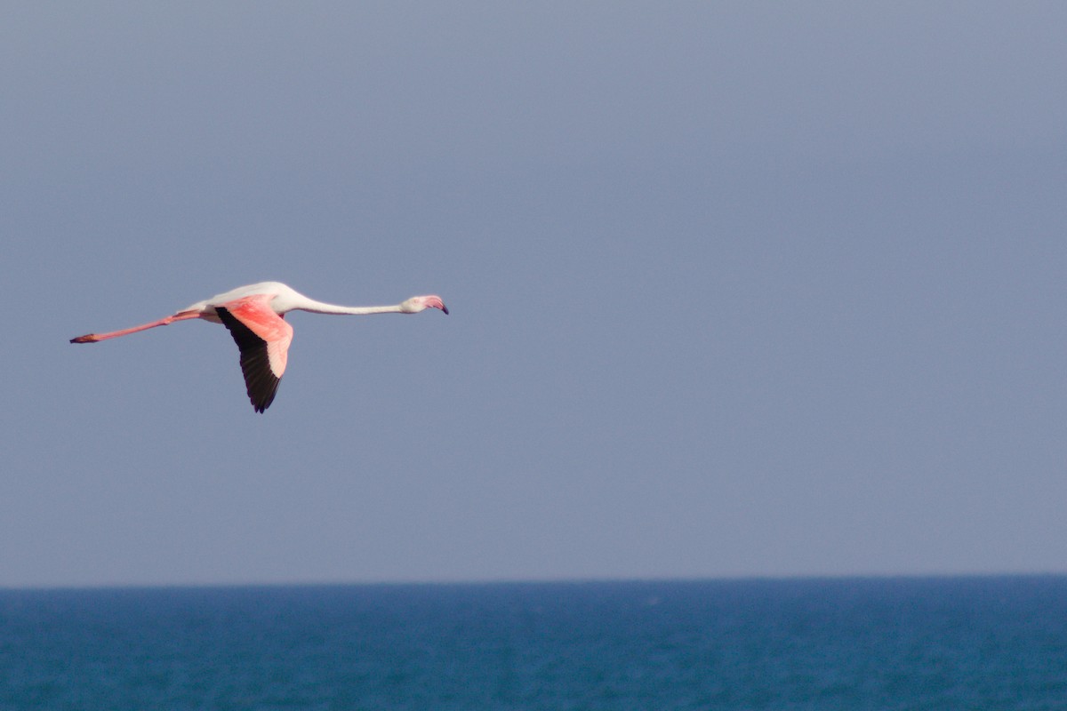 Greater Flamingo - ML624055802