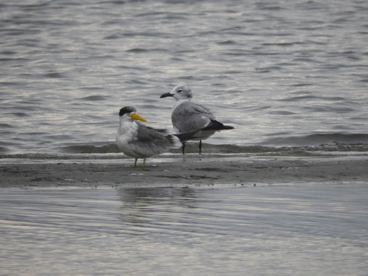 Laughing Gull - ML624055803