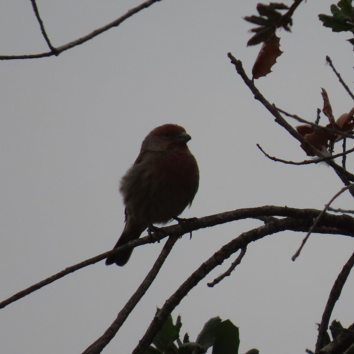 House Finch - ML624055807