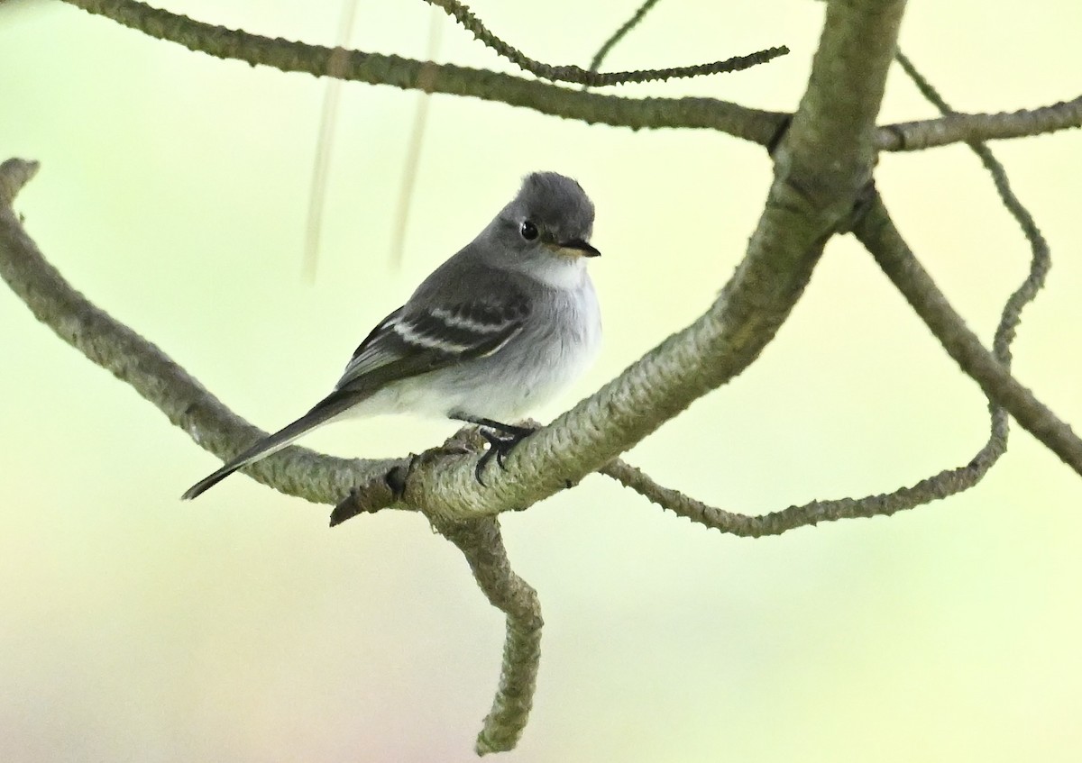 Gray Flycatcher - Jim Colby