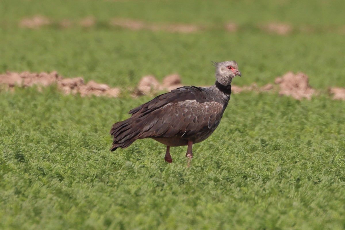 Southern Screamer - ML624055813