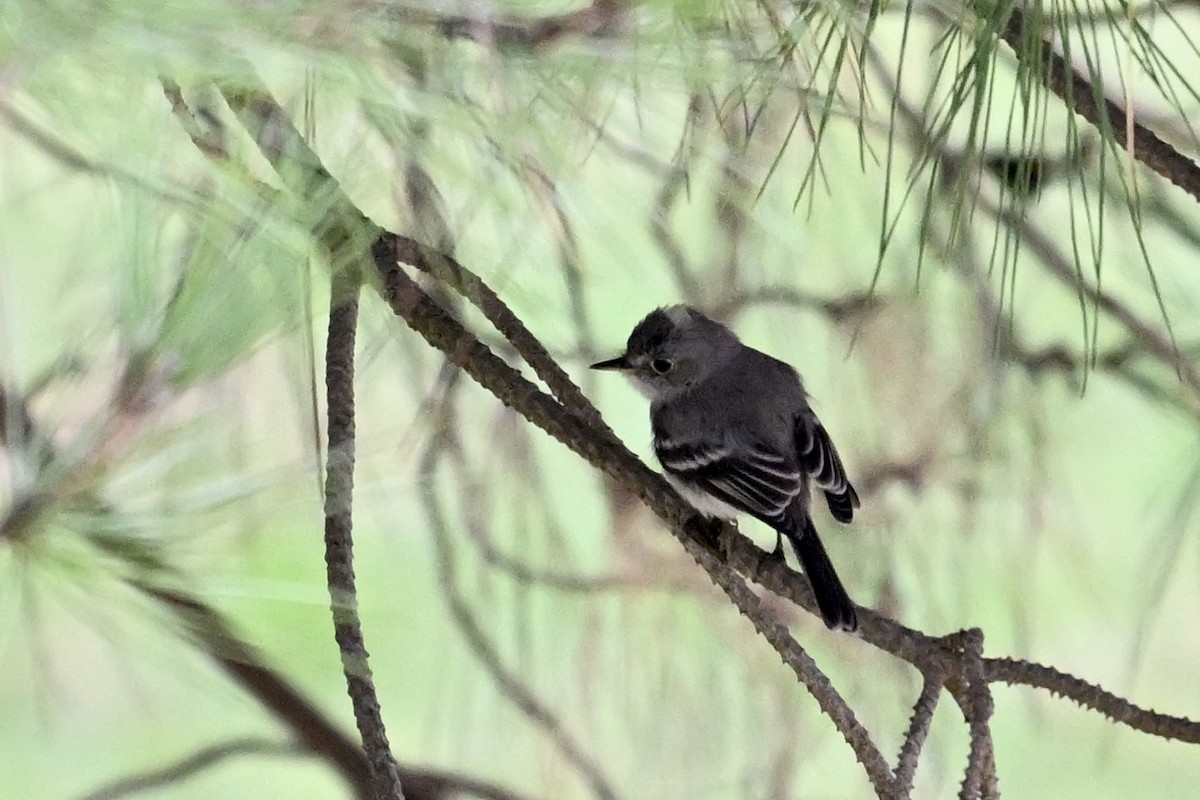 Gray Flycatcher - ML624055818