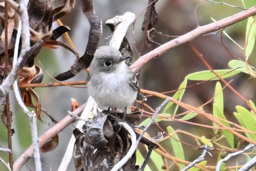 Gray Flycatcher - ML624055829