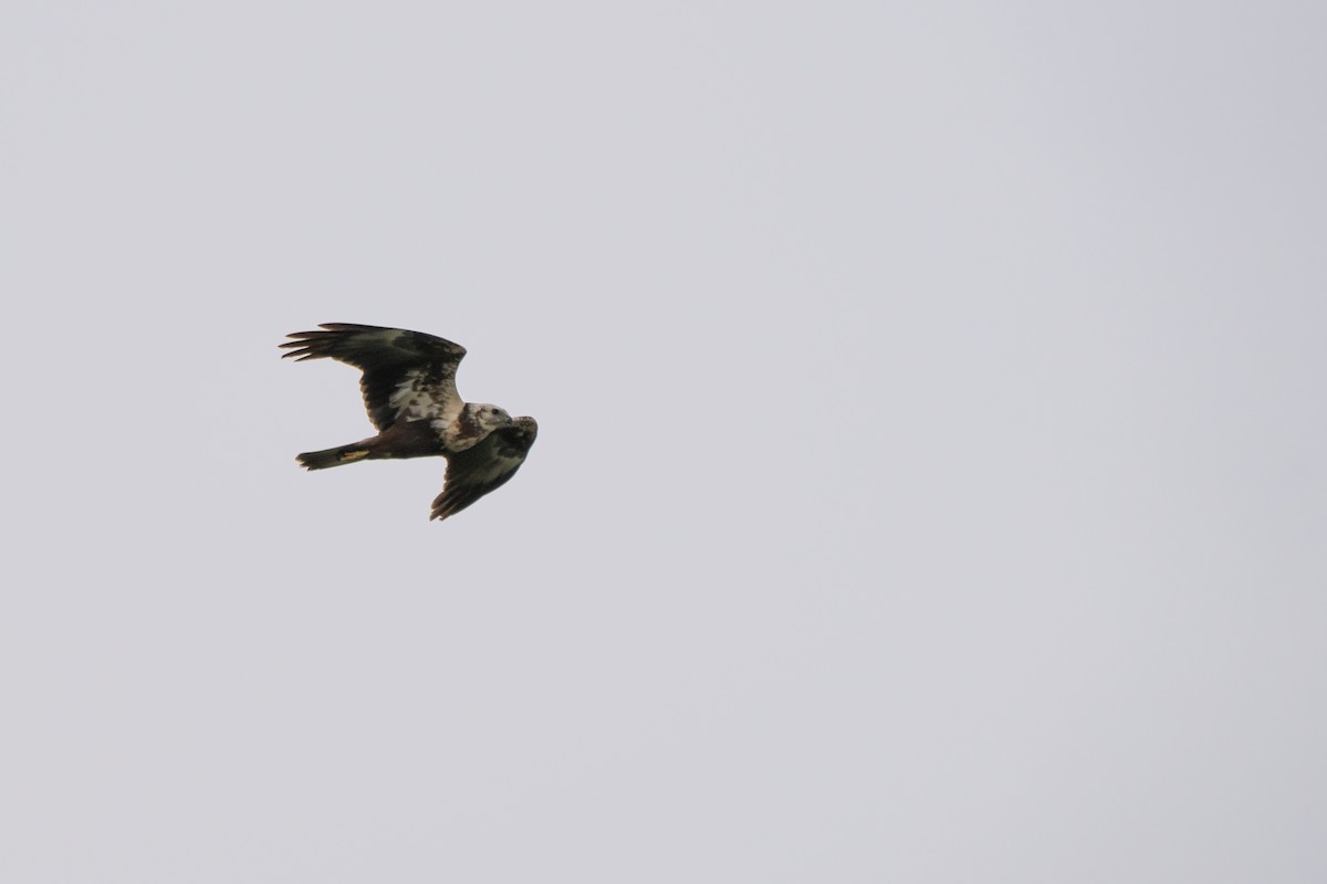 Eastern Marsh Harrier - ML624055831