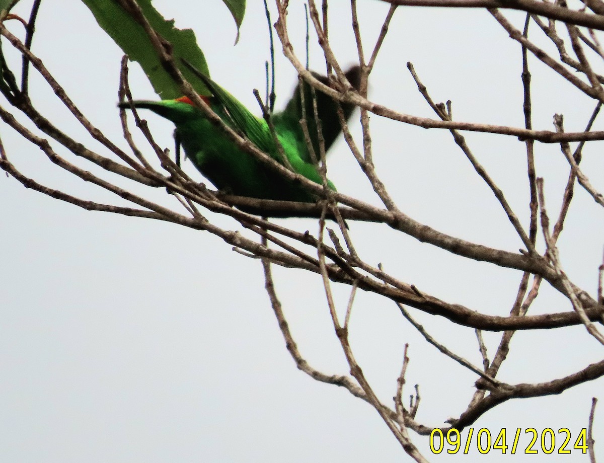 Orange-eared Tanager - ML624055842