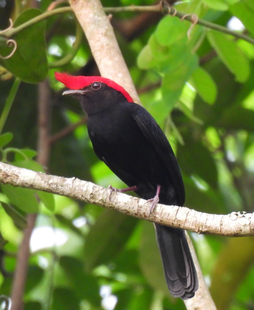 Helmeted Manakin - ML624055850