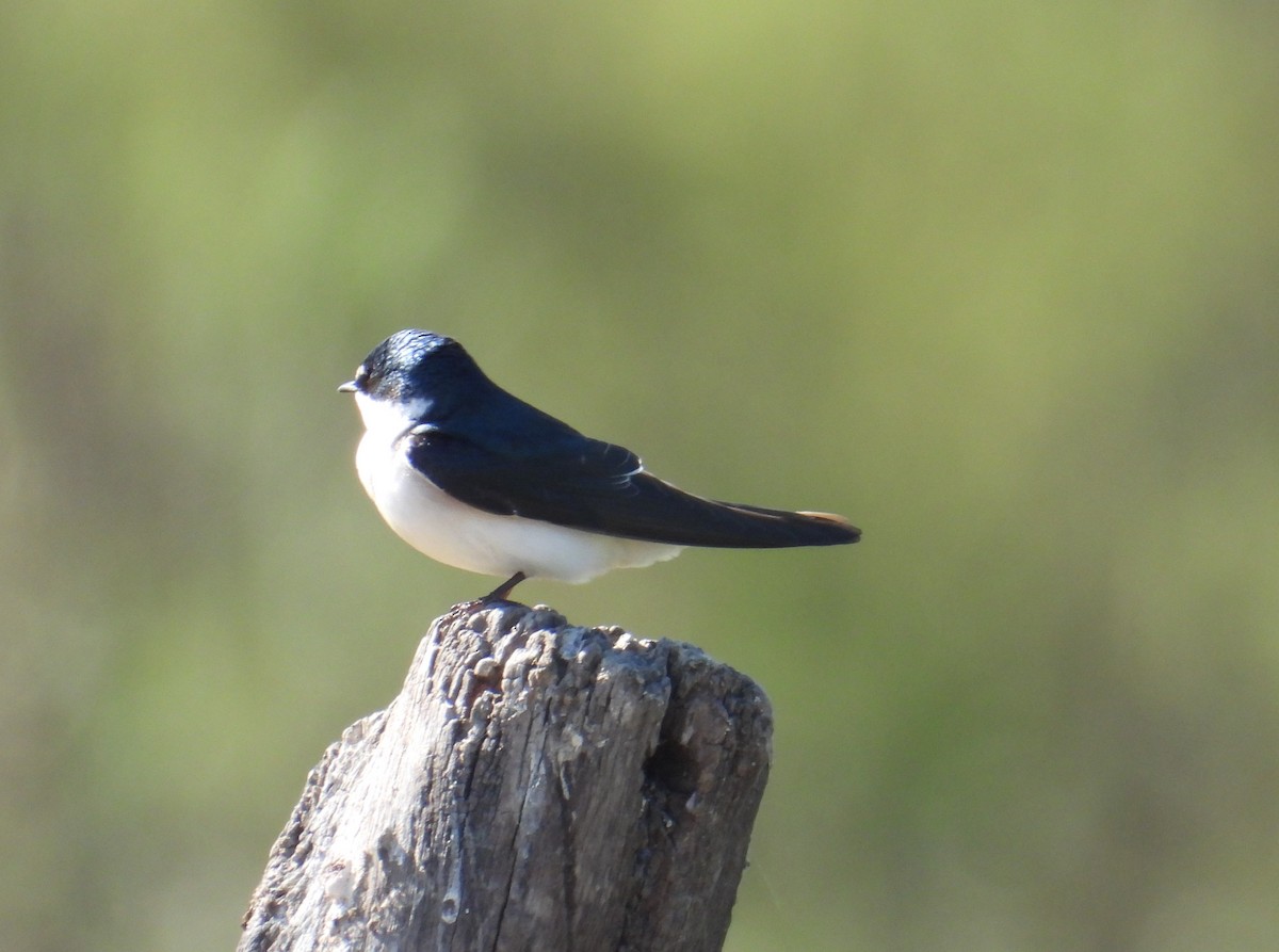 White-rumped Swallow - ML624055860