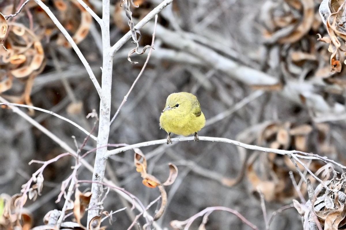 Orange-crowned Warbler - ML624055865