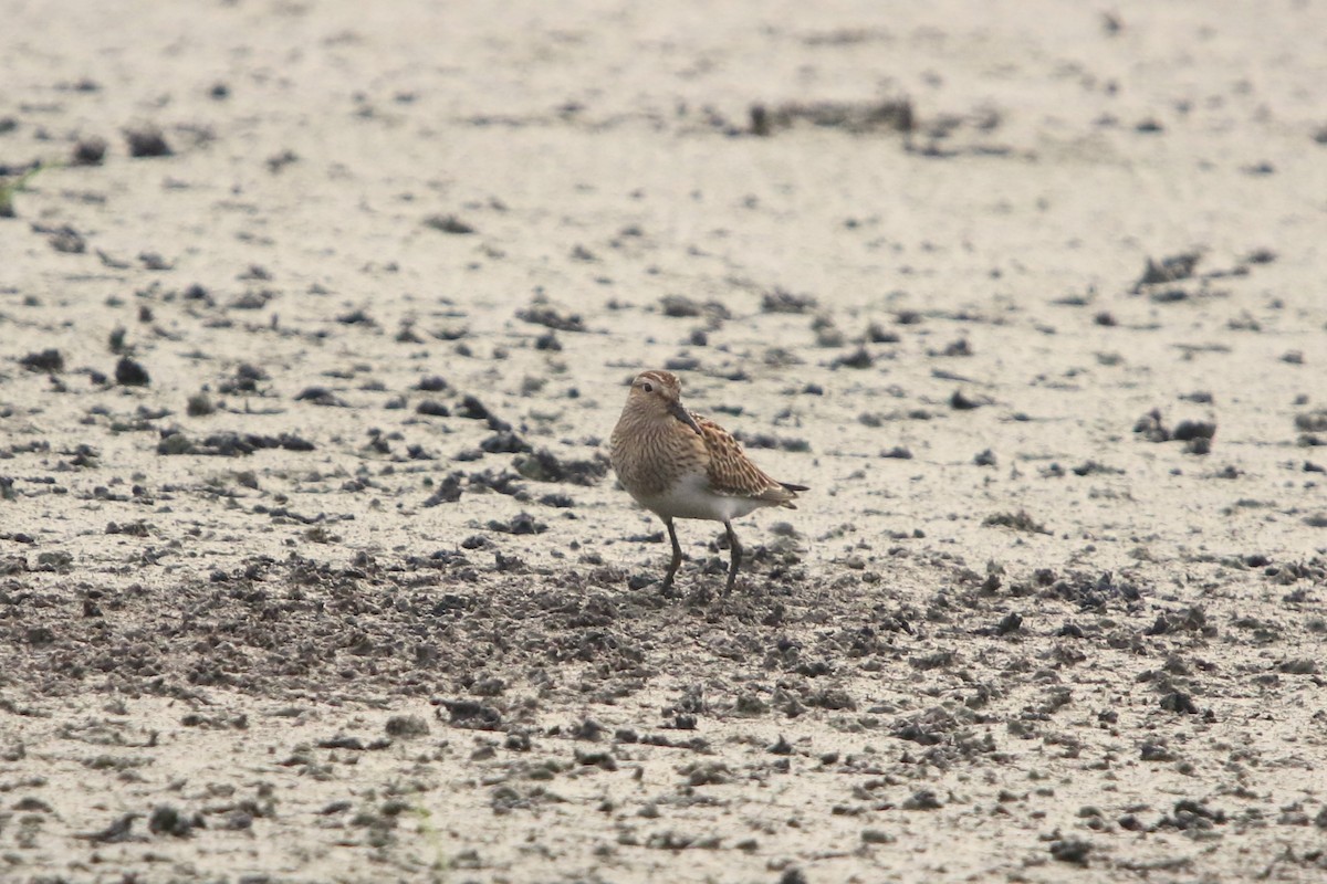 Graubrust-Strandläufer - ML624055868