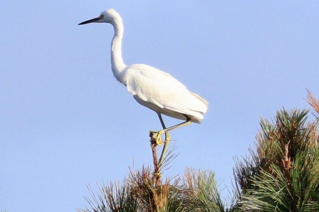 Little Blue Heron - ML624055872