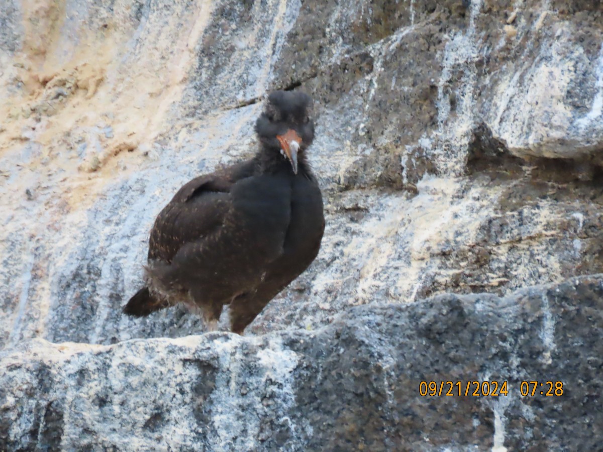 Black Oystercatcher - ML624055879