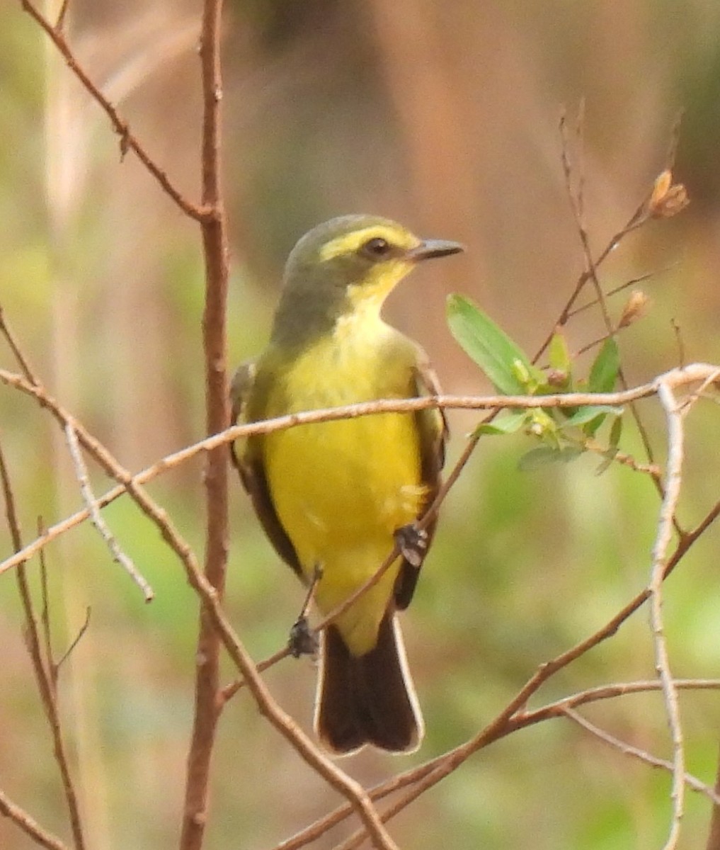 Yellow-browed Tyrant - Olácio Komori