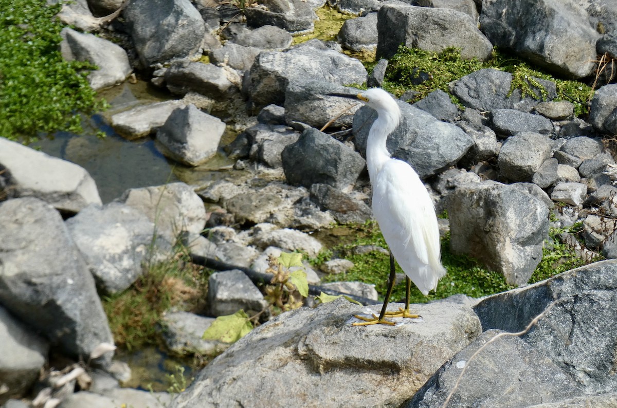 Snowy Egret - ML624055884