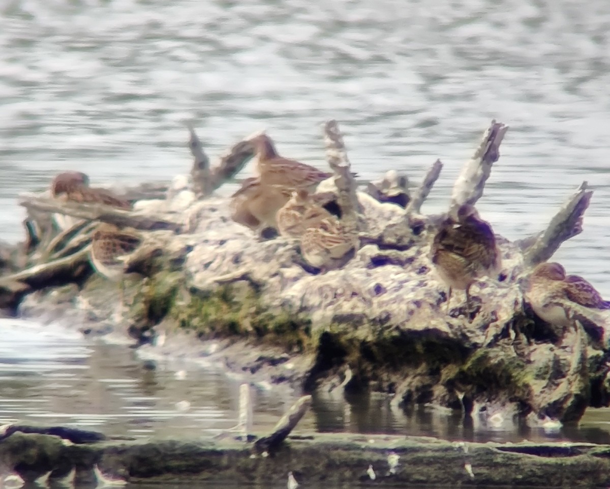 Sharp-tailed Sandpiper - ML624055888