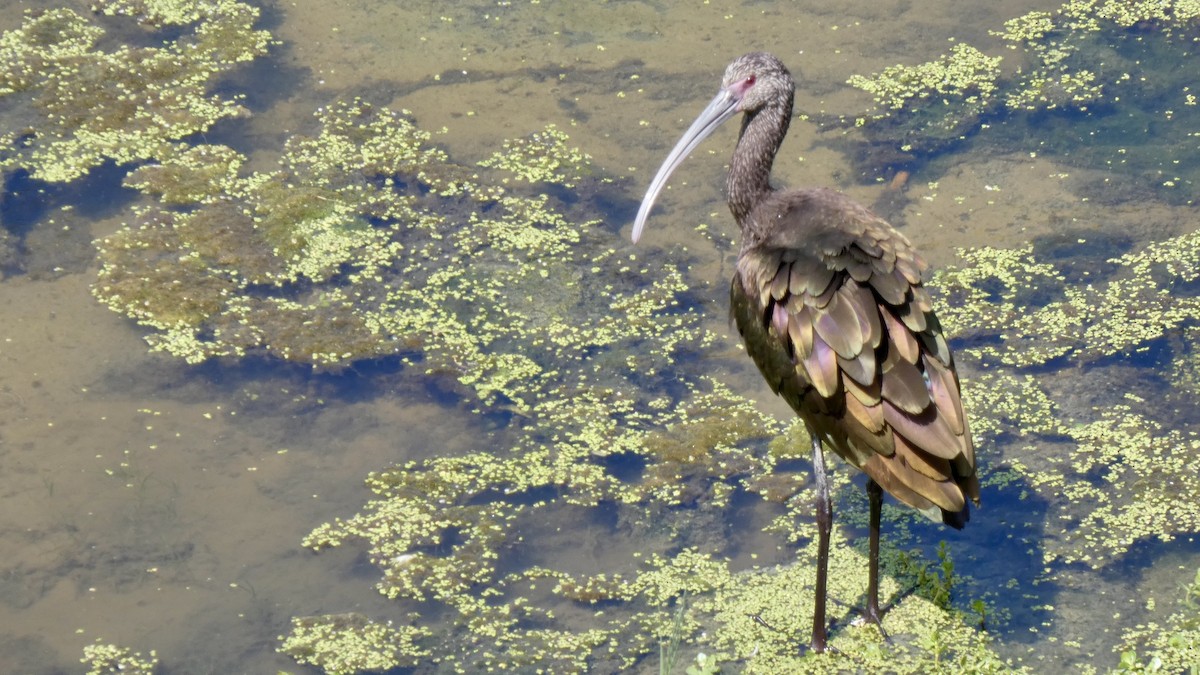 White-faced Ibis - ML624055891