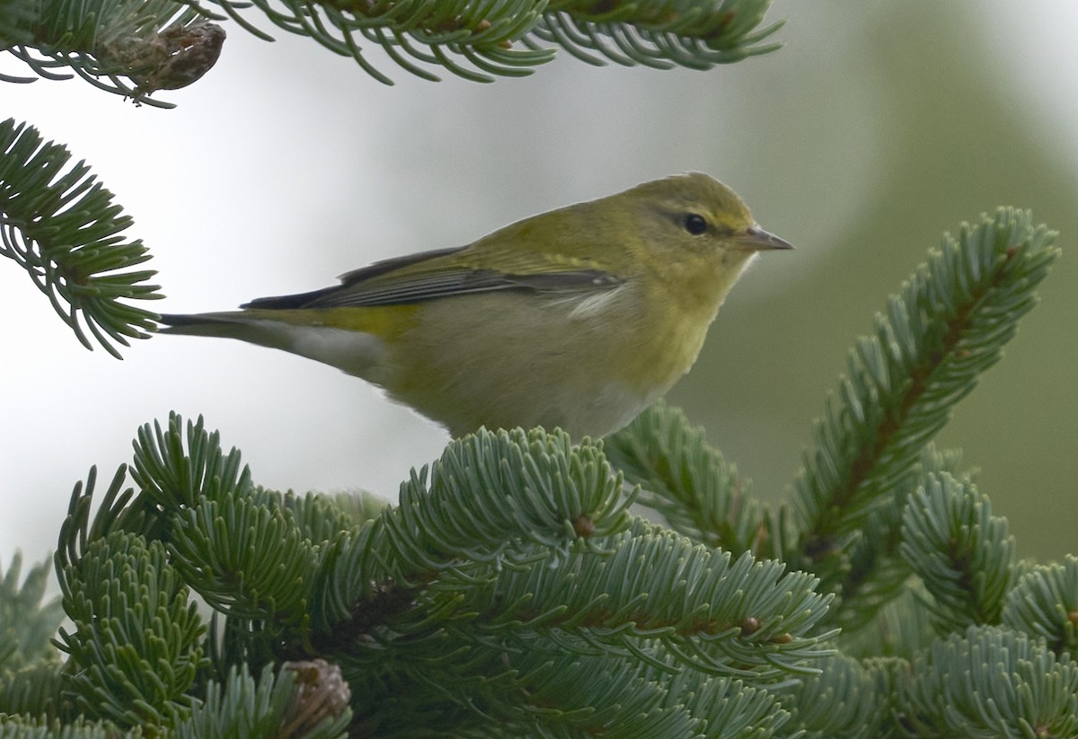 Tennessee Warbler - ML624055896