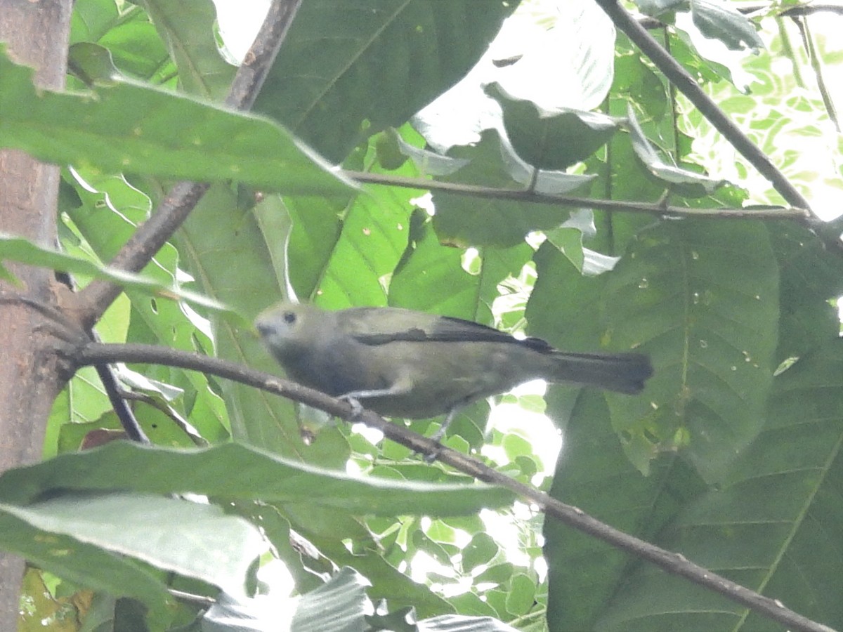 Palm Tanager - ML624055927