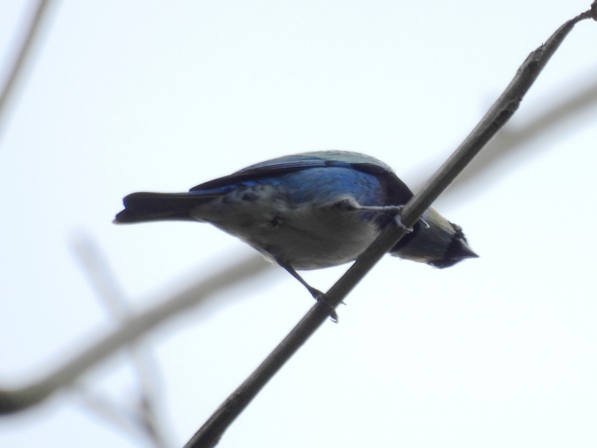 Masked Tanager - ML624055938