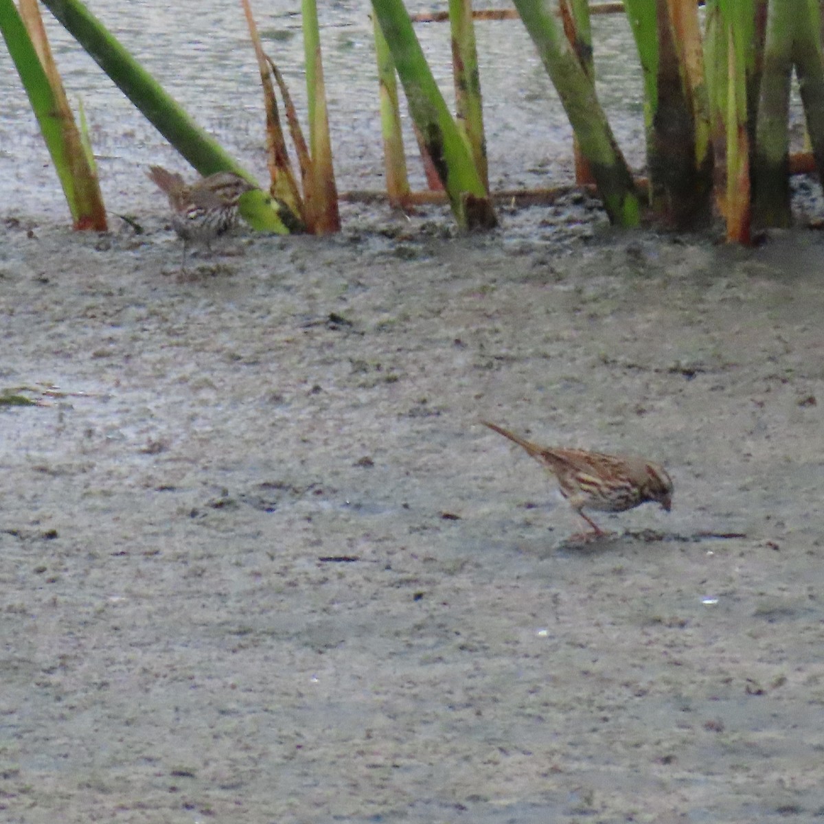 Song Sparrow - ML624055941